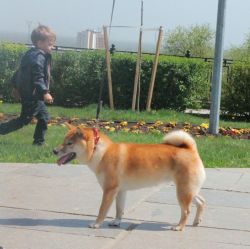 picture of dog