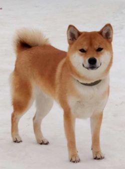 picture of dog