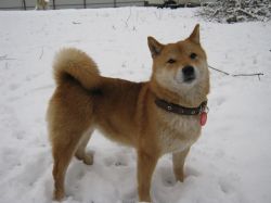 picture of dog
