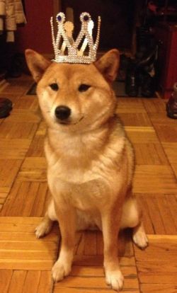 picture of dog