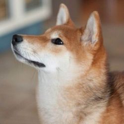 picture of dog