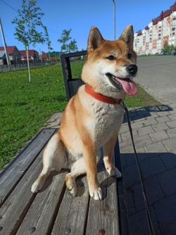 picture of dog