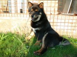 picture of dog