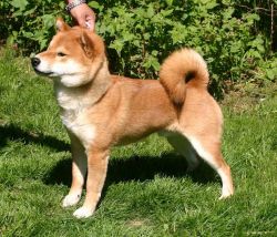 picture of dog