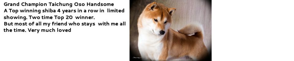 picture of dog
