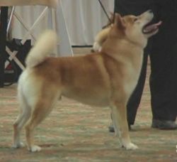picture of dog