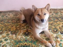 picture of dog