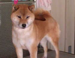 picture of dog