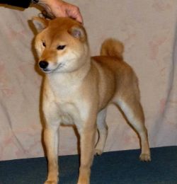 picture of dog