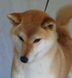 picture of dog