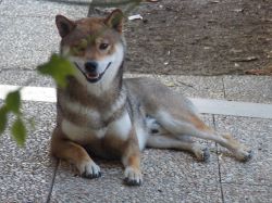 picture of dog