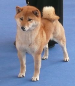 picture of dog