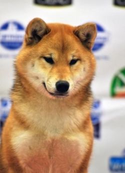 picture of dog