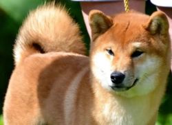 picture of dog