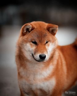 picture of dog