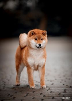 picture of dog