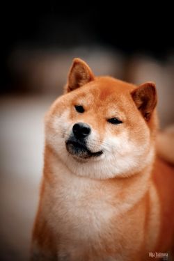 picture of dog