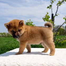 picture of dog