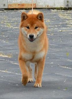 picture of dog