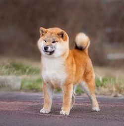 picture of dog