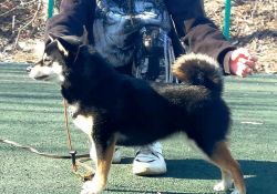 picture of dog
