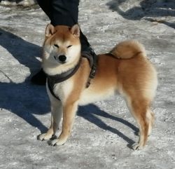 picture of dog