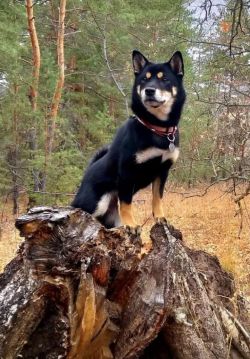 picture of dog