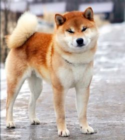 picture of dog