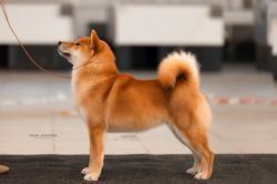 picture of dog