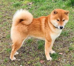 picture of dog