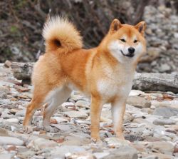 picture of dog