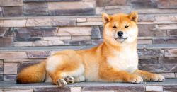 picture of dog