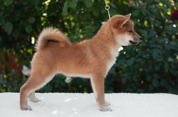 picture of dog