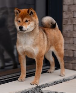 picture of dog