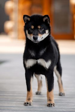 picture of dog