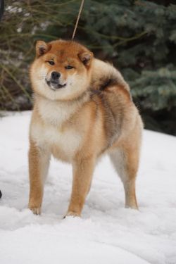 picture of dog