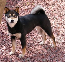 picture of dog