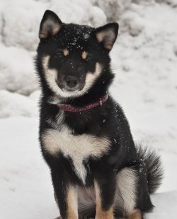 picture of dog