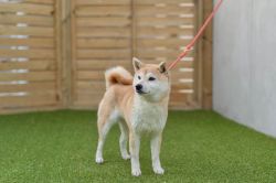 picture of dog