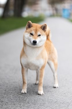 picture of dog