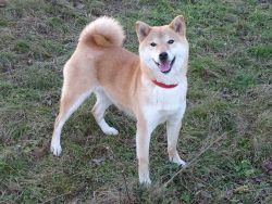 picture of dog