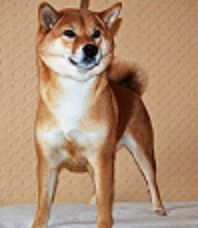 picture of dog