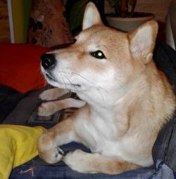 picture of dog