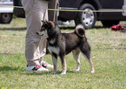 picture of dog