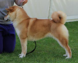 picture of dog