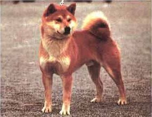 picture of dog