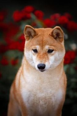 picture of dog