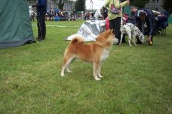 picture of dog