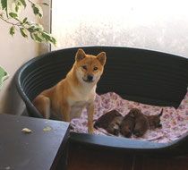 picture of dog