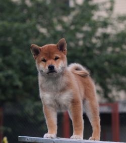 picture of dog